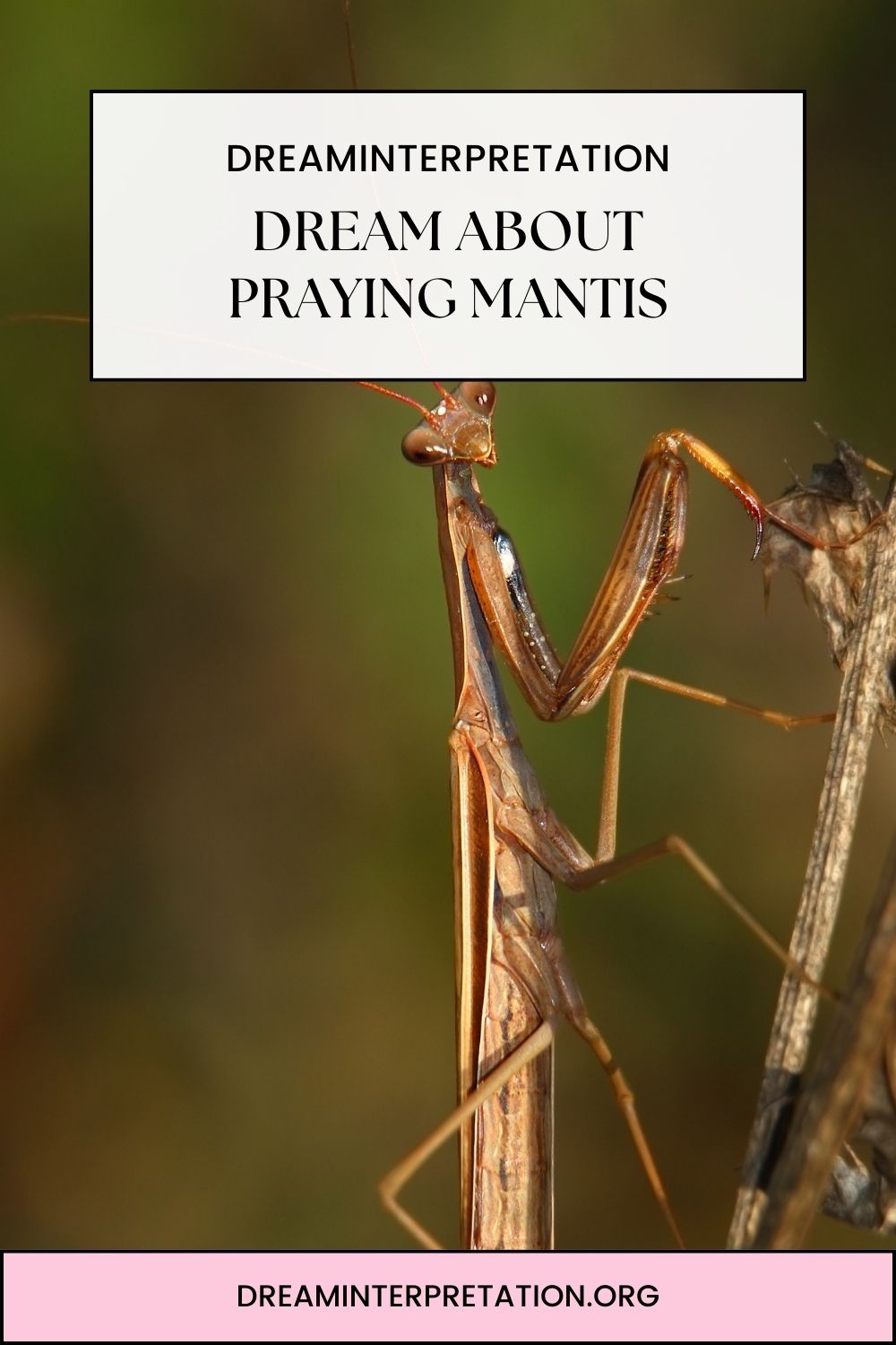 Dream About Praying Mantis pin