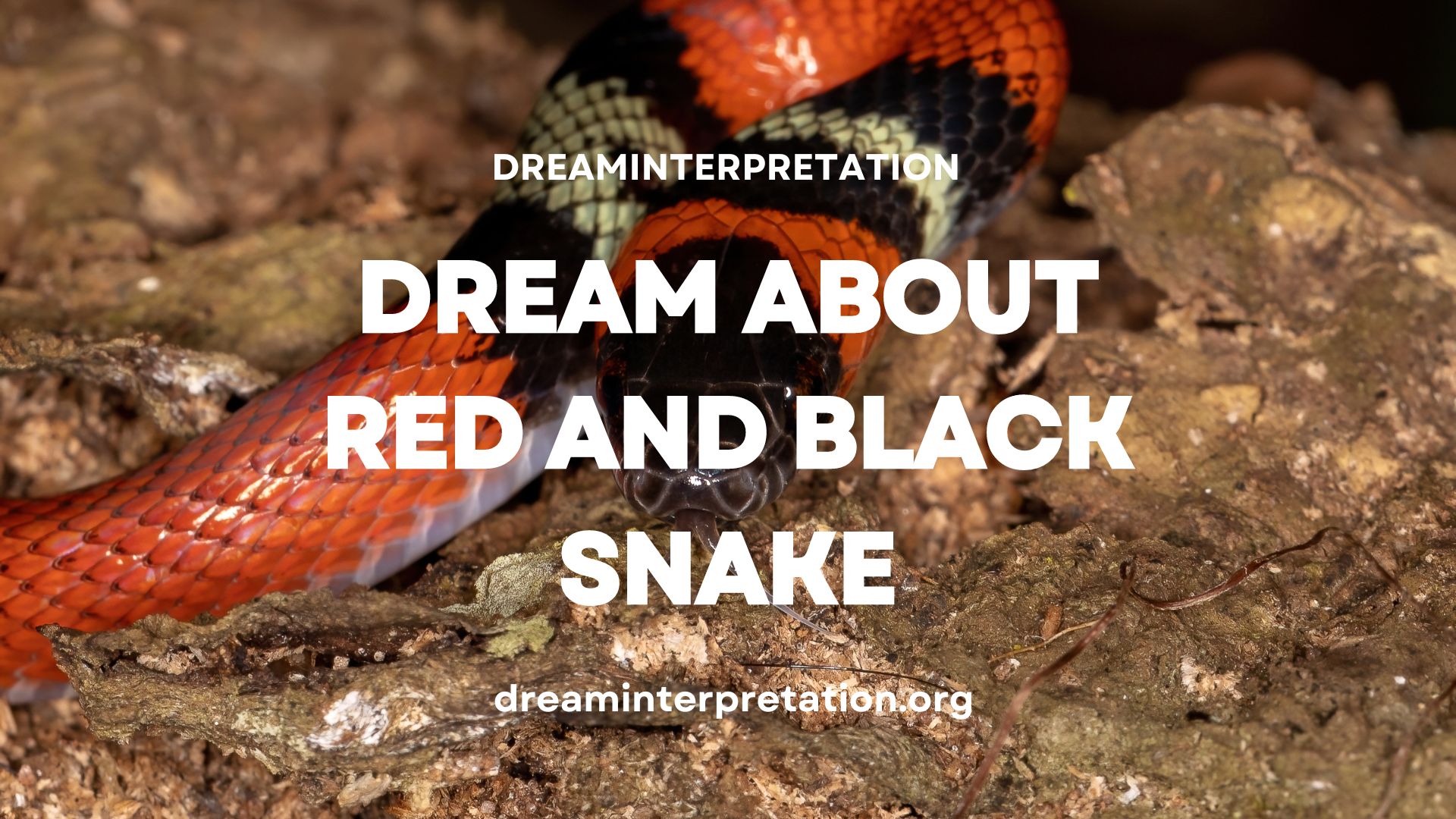 Dream About Red and Black Snake