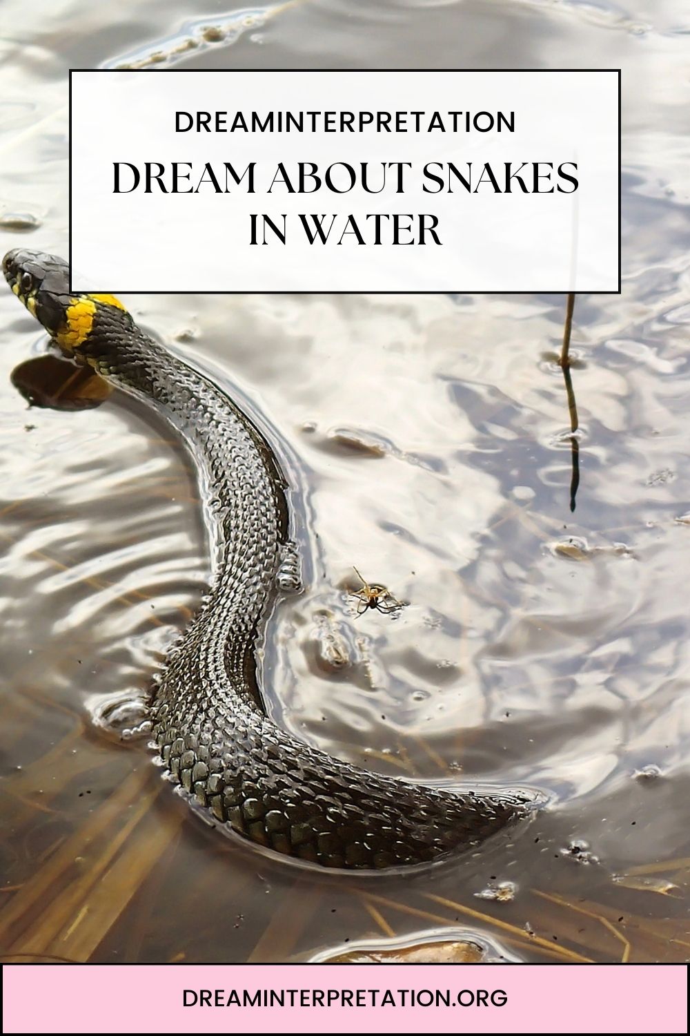 Dream About Snakes In Water pin