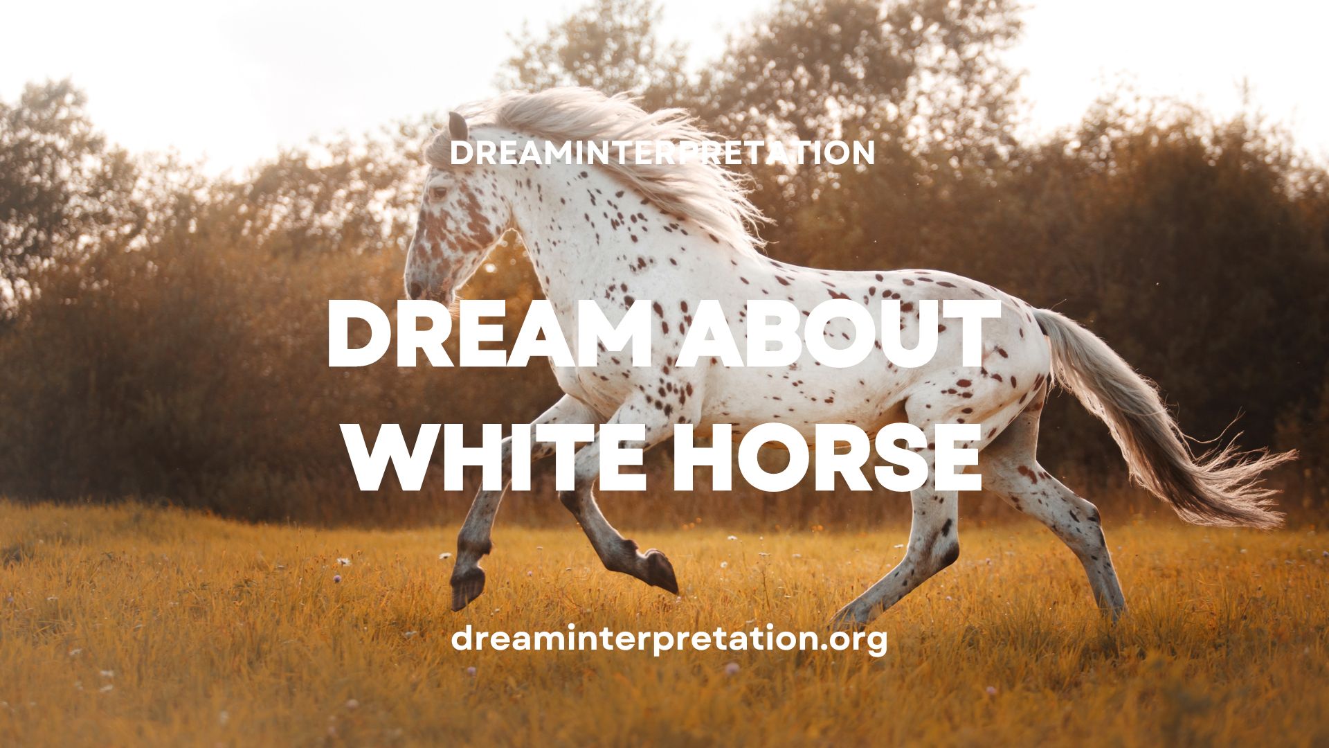 Dream About White Horse