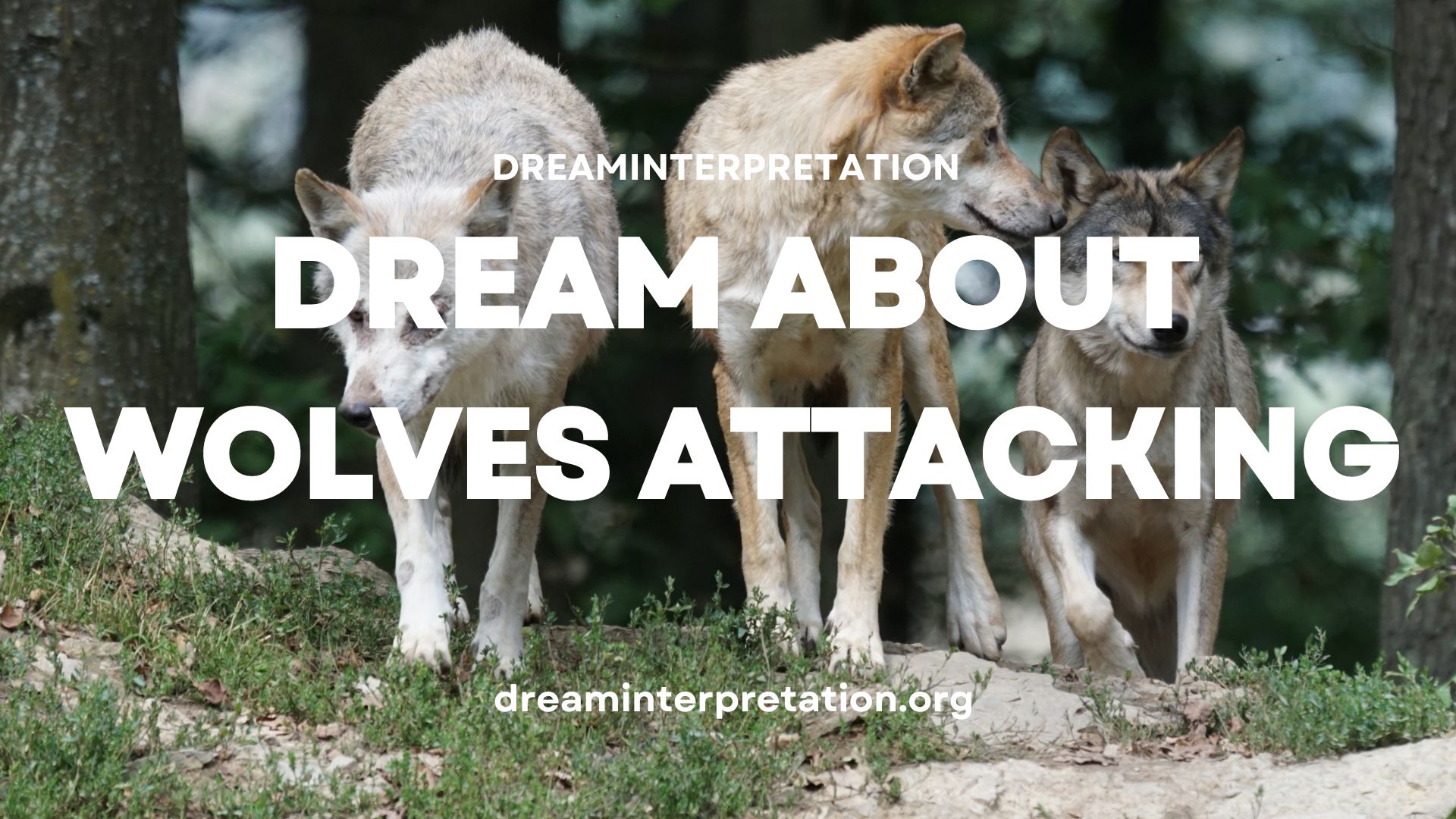 Dream About Wolves Attacking