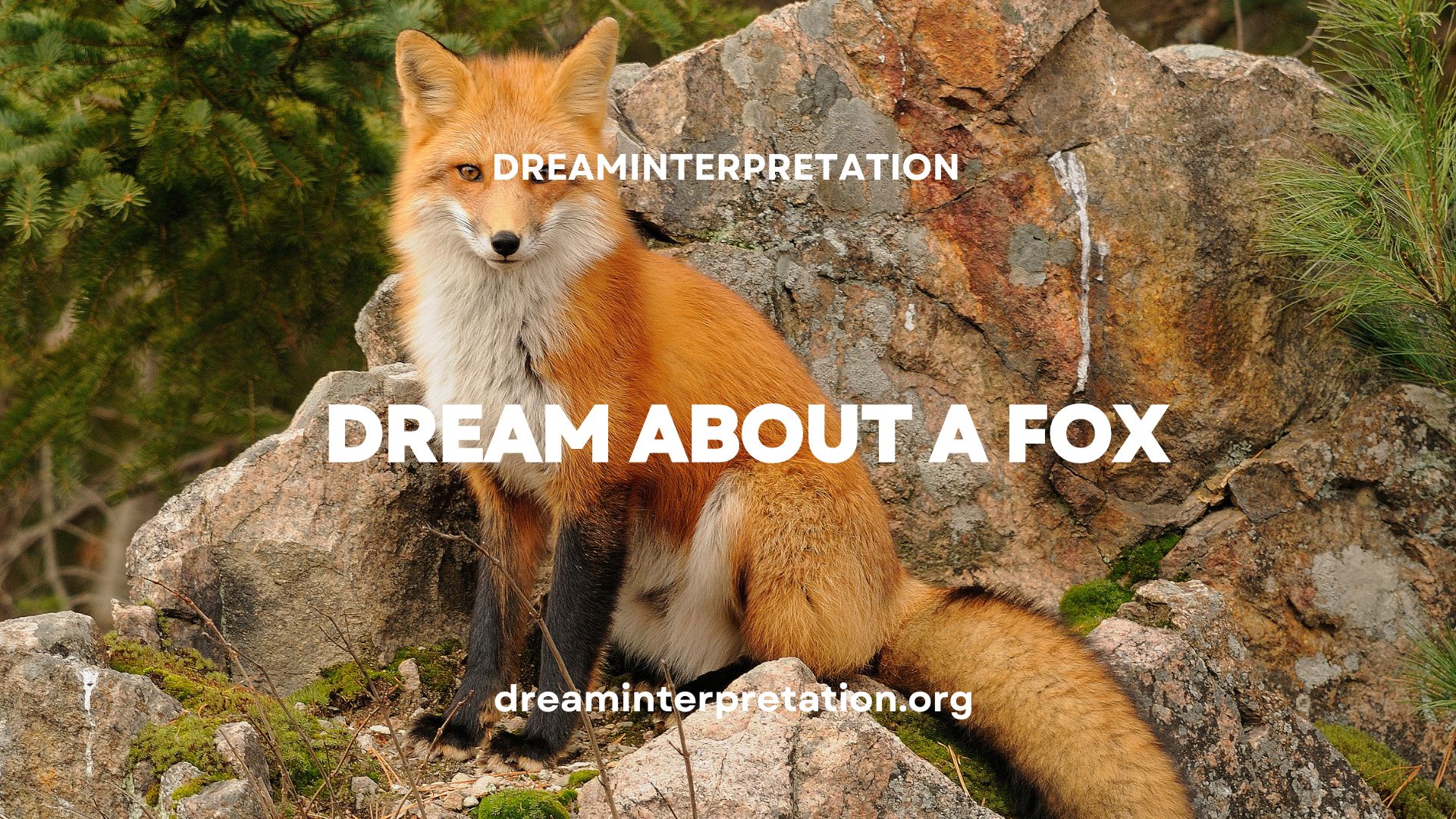 Dream About a Fox