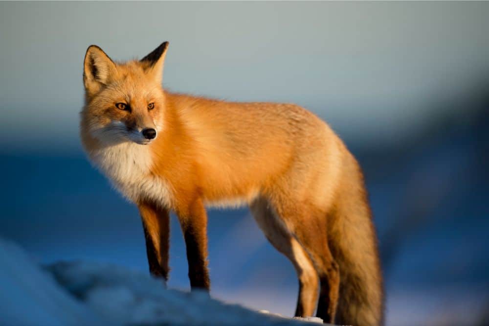 Dream About a Fox