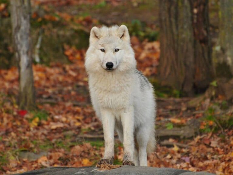 Dream About a White Wolf? (Interpretation & Spiritual Meaning)