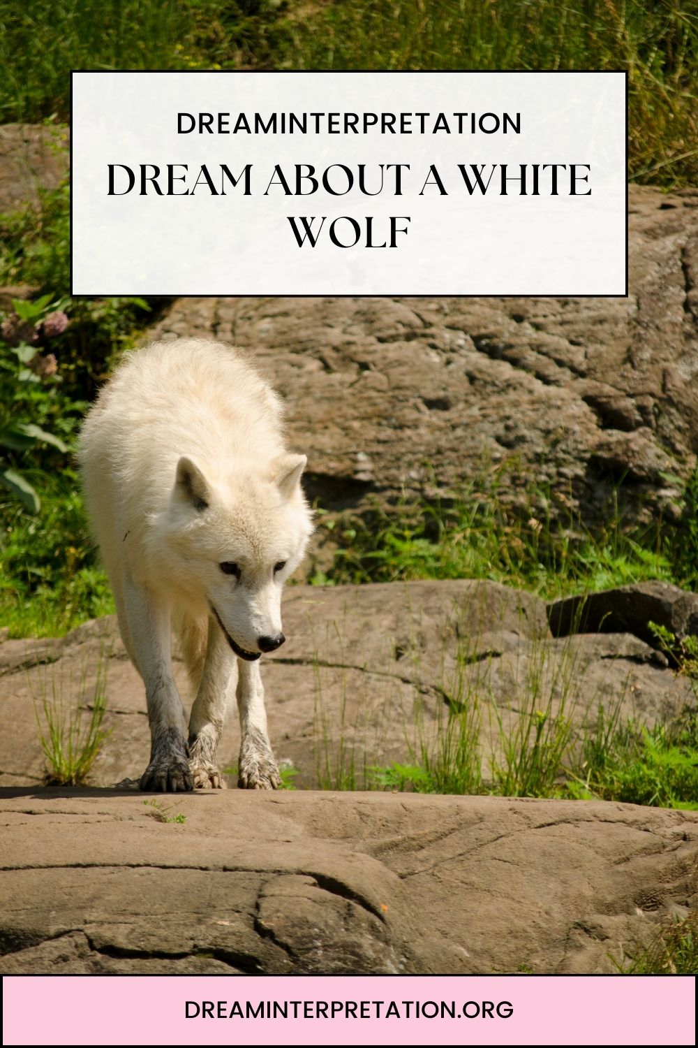 Dream About a White Wolf pin