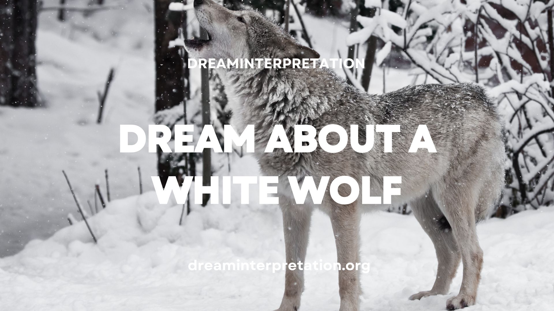 Dream About a White Wolf