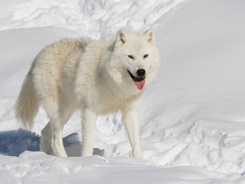 Dream of Being Chased by a White Wolf