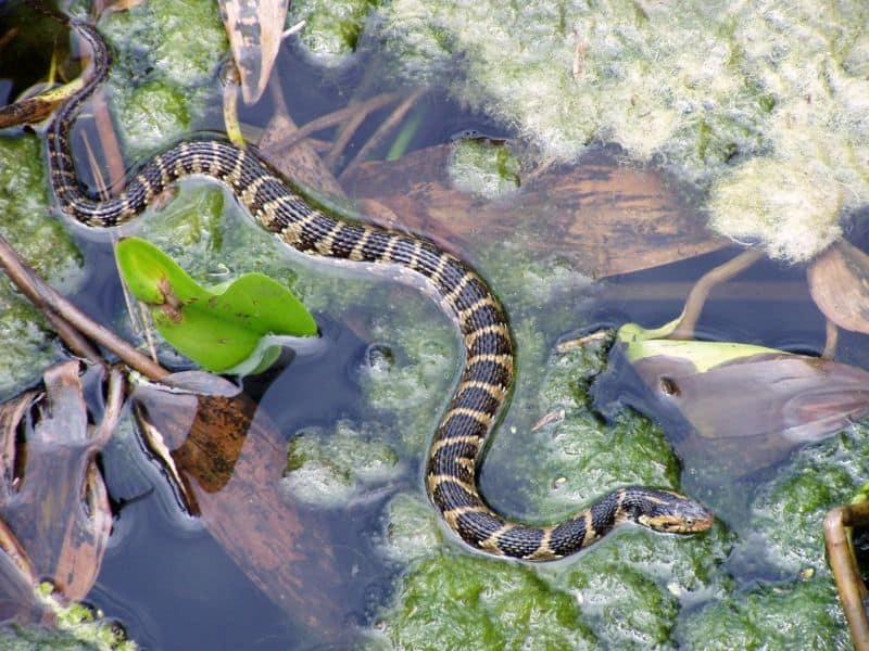 General Interpretations of Dreams About Snake in Water