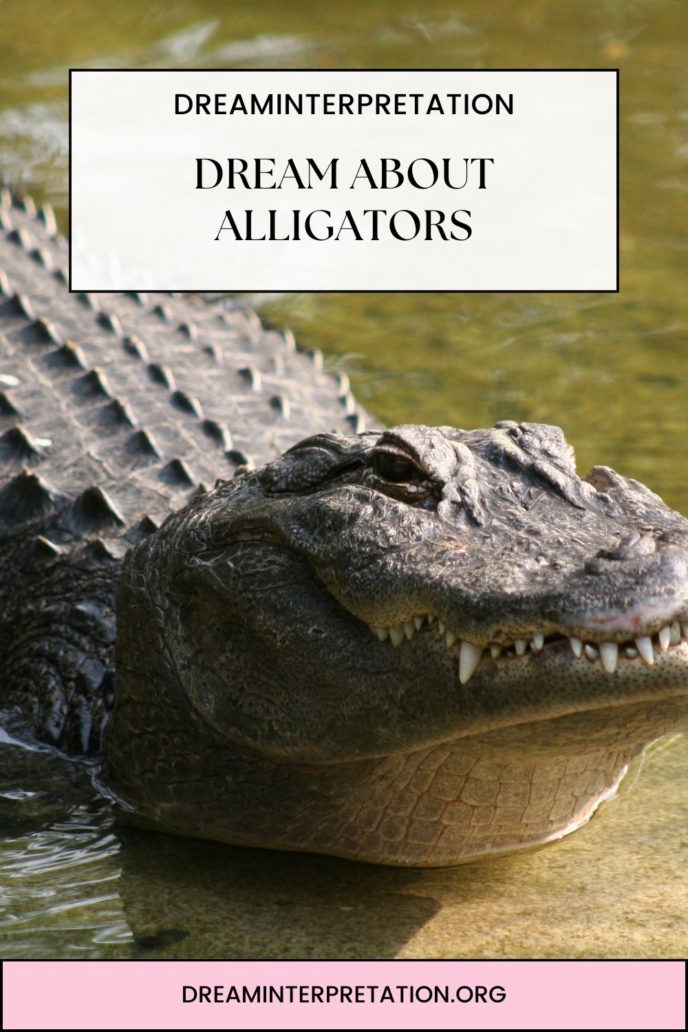 Dream About Alligators pin 2