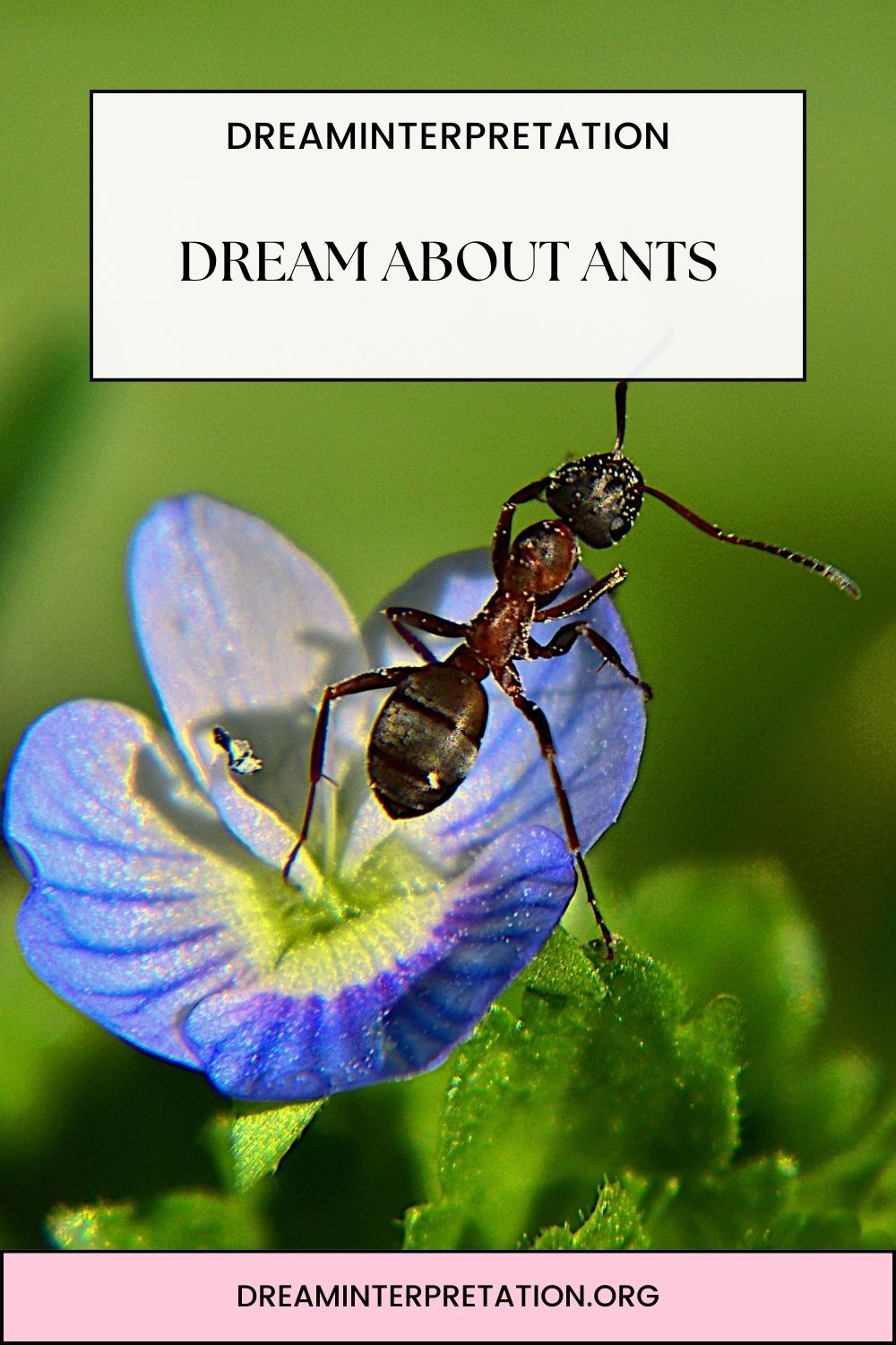 Dream About Ants pin