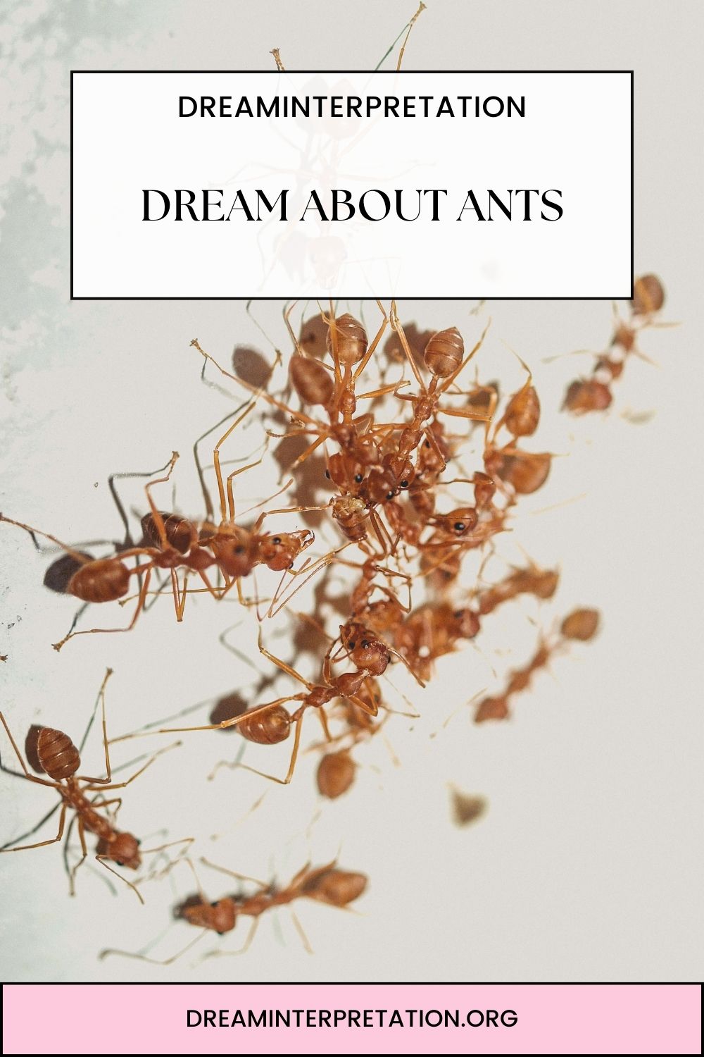 Dream About Ants pin1