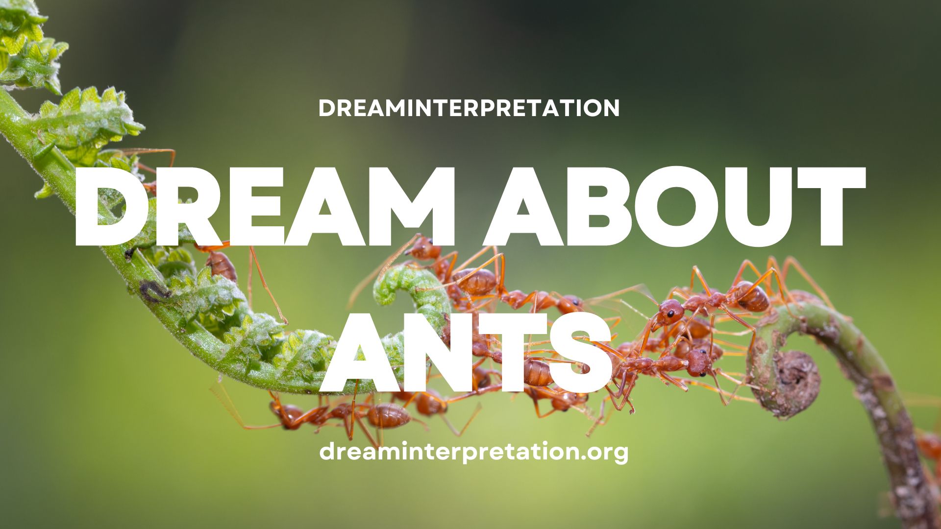 Dream About Ants