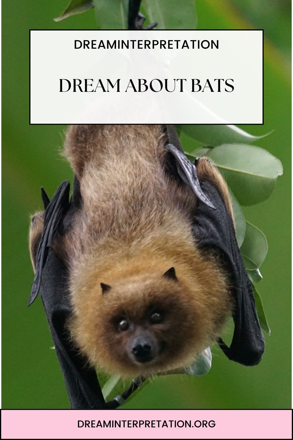 Dream About Bats pin 1