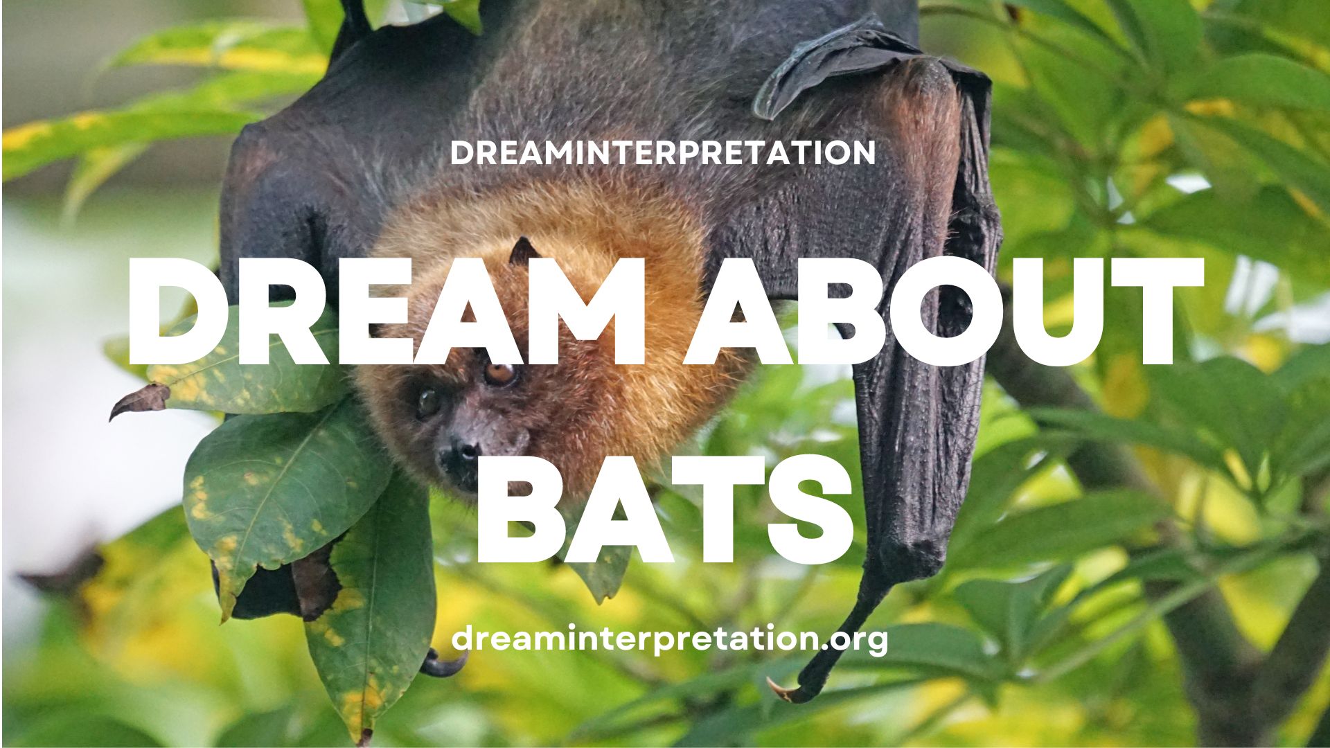 Dream About Bats