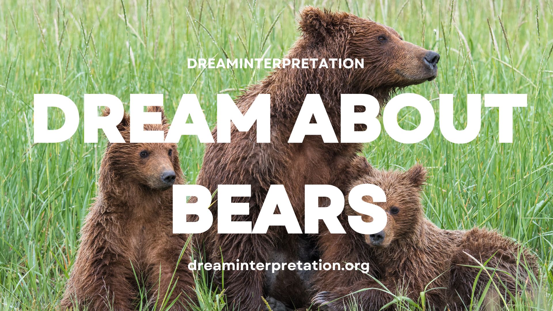 Dream About Bears