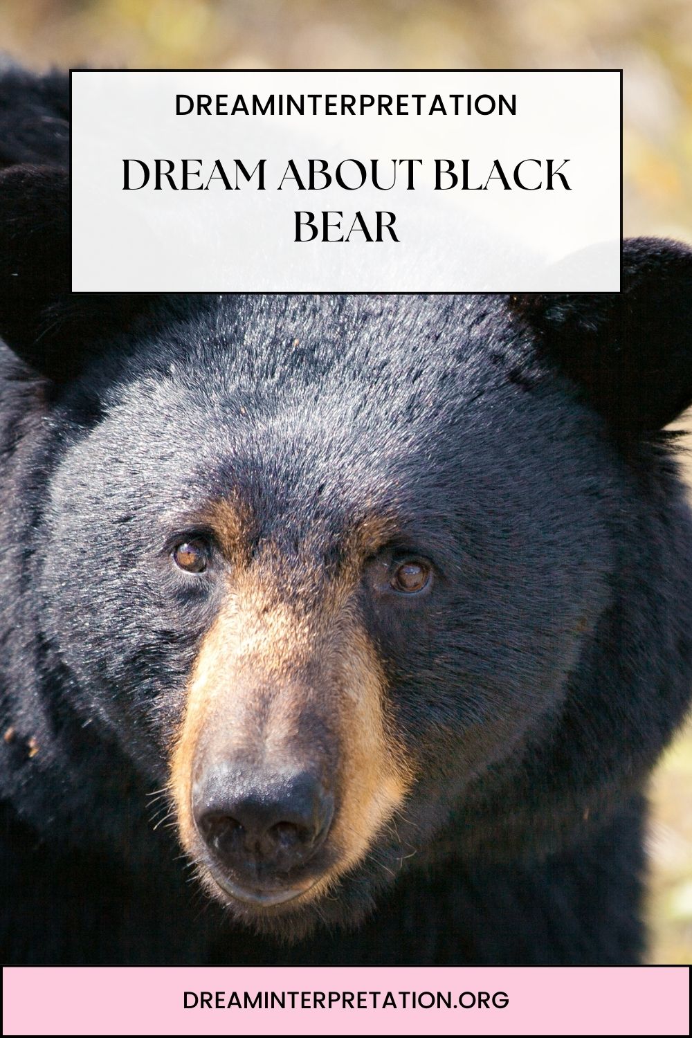 Dream About Black Bear pin 1