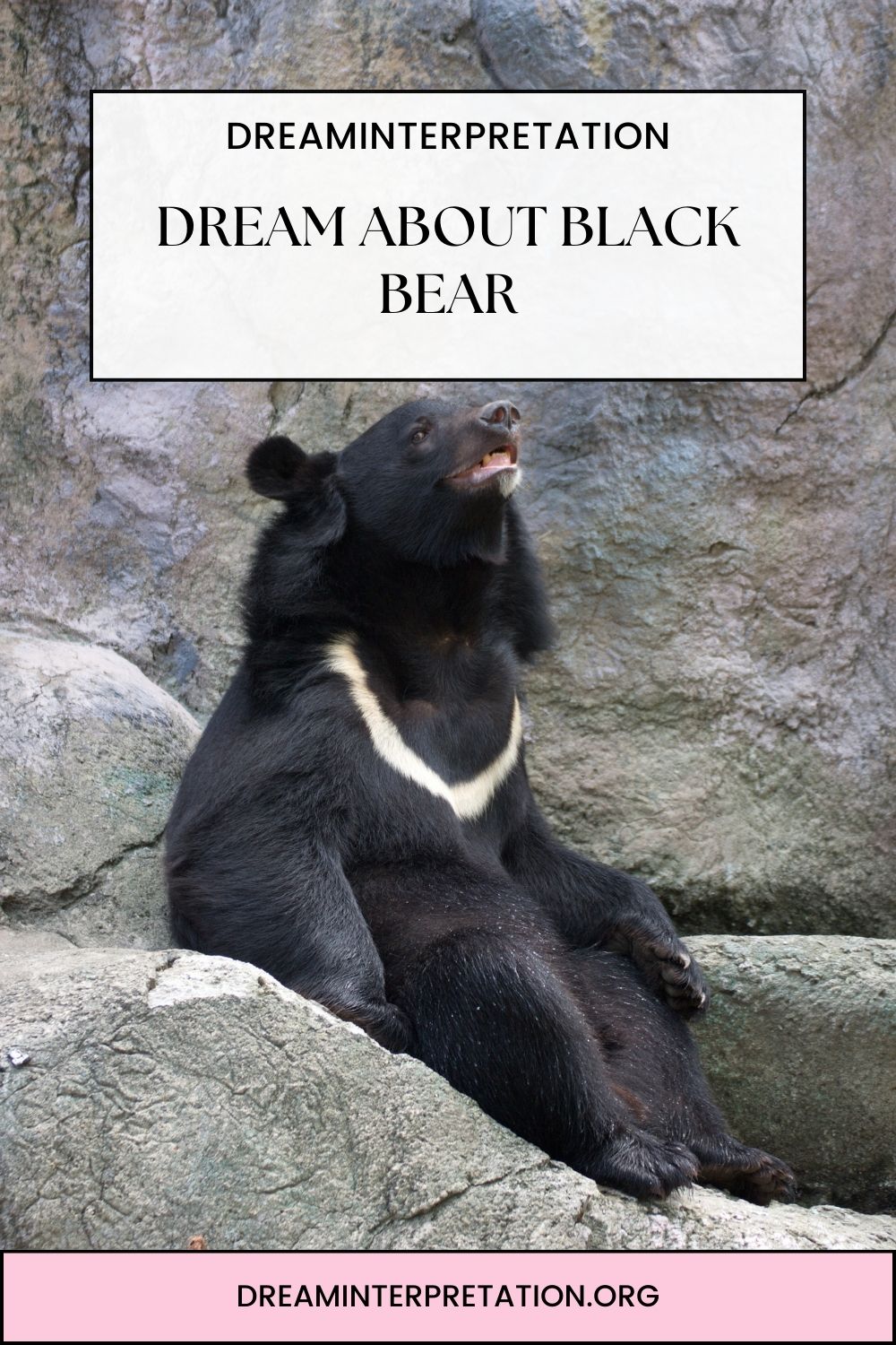 Dream About Black Bear pin 2