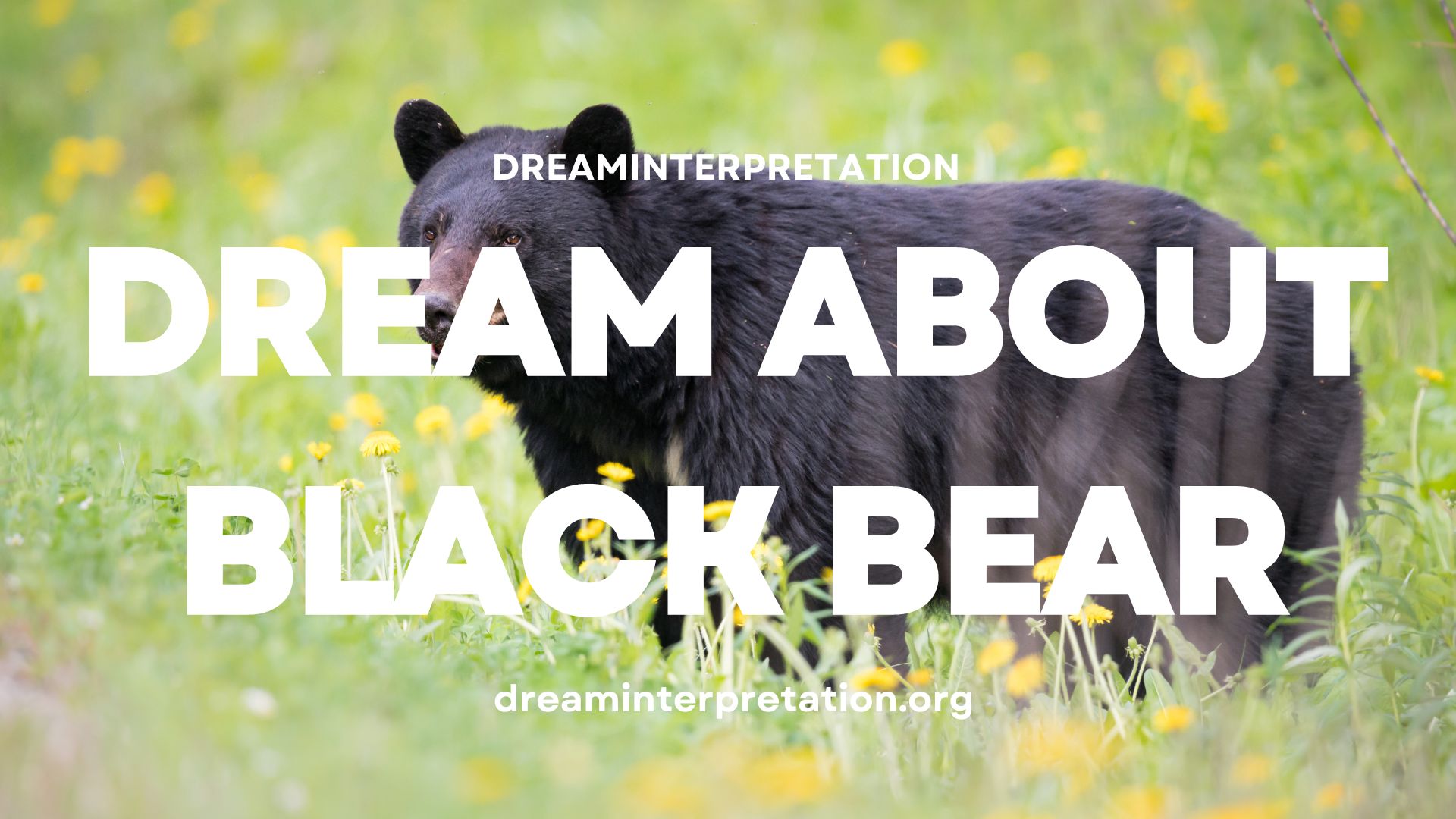 Dream About Black Bear