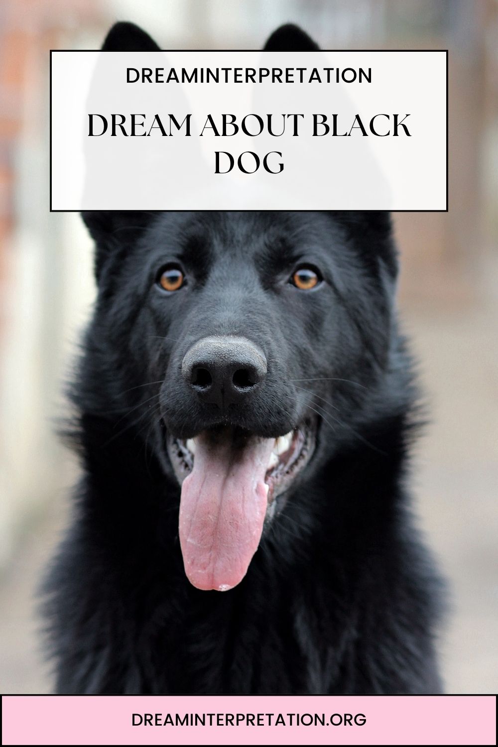 Dream About Black Dog pin 1