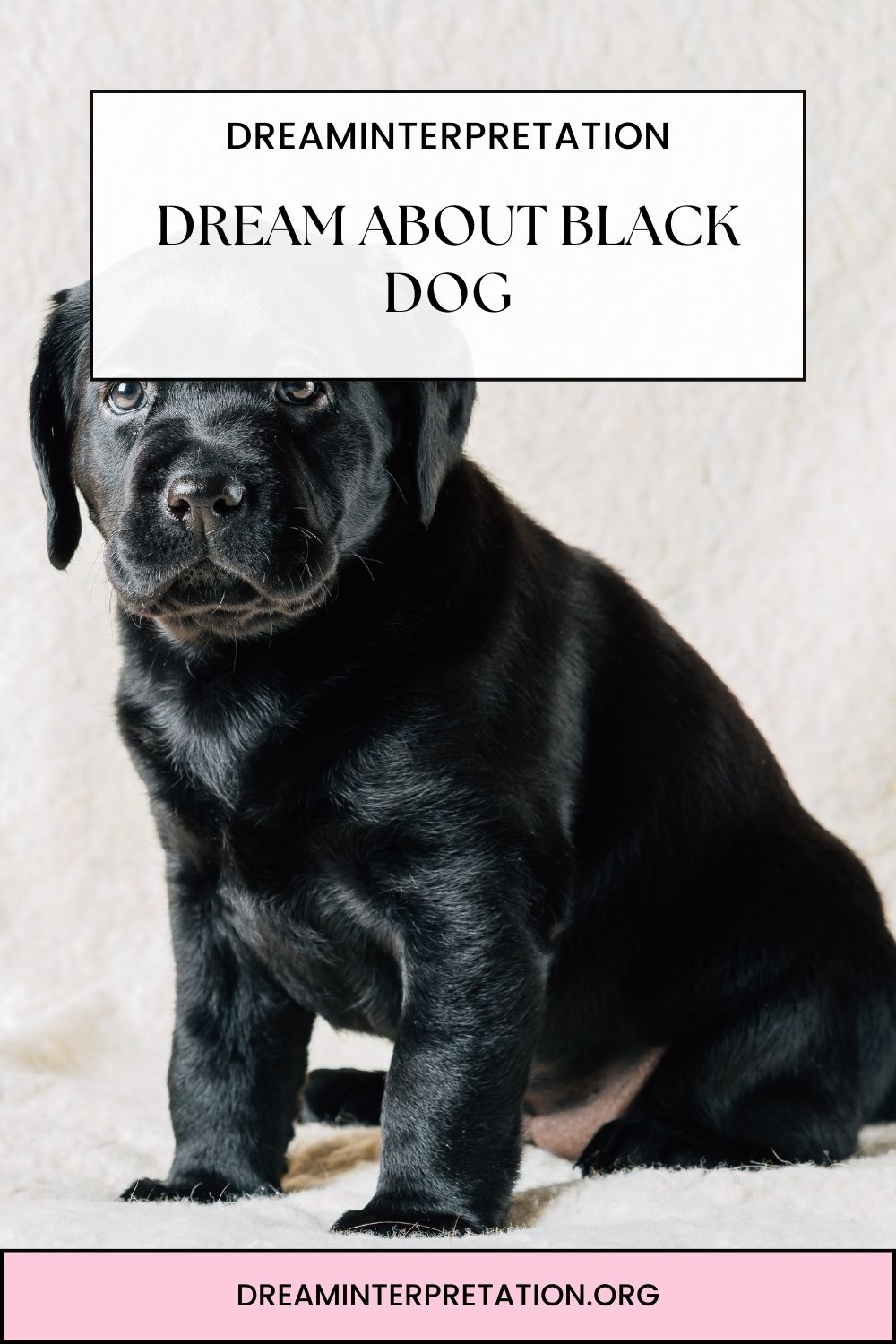 Dream About Black Dog pin 2