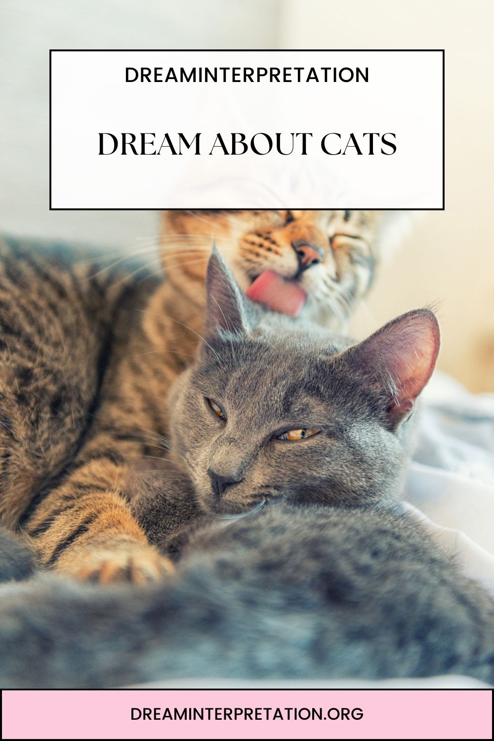 Dream About Cats pin1