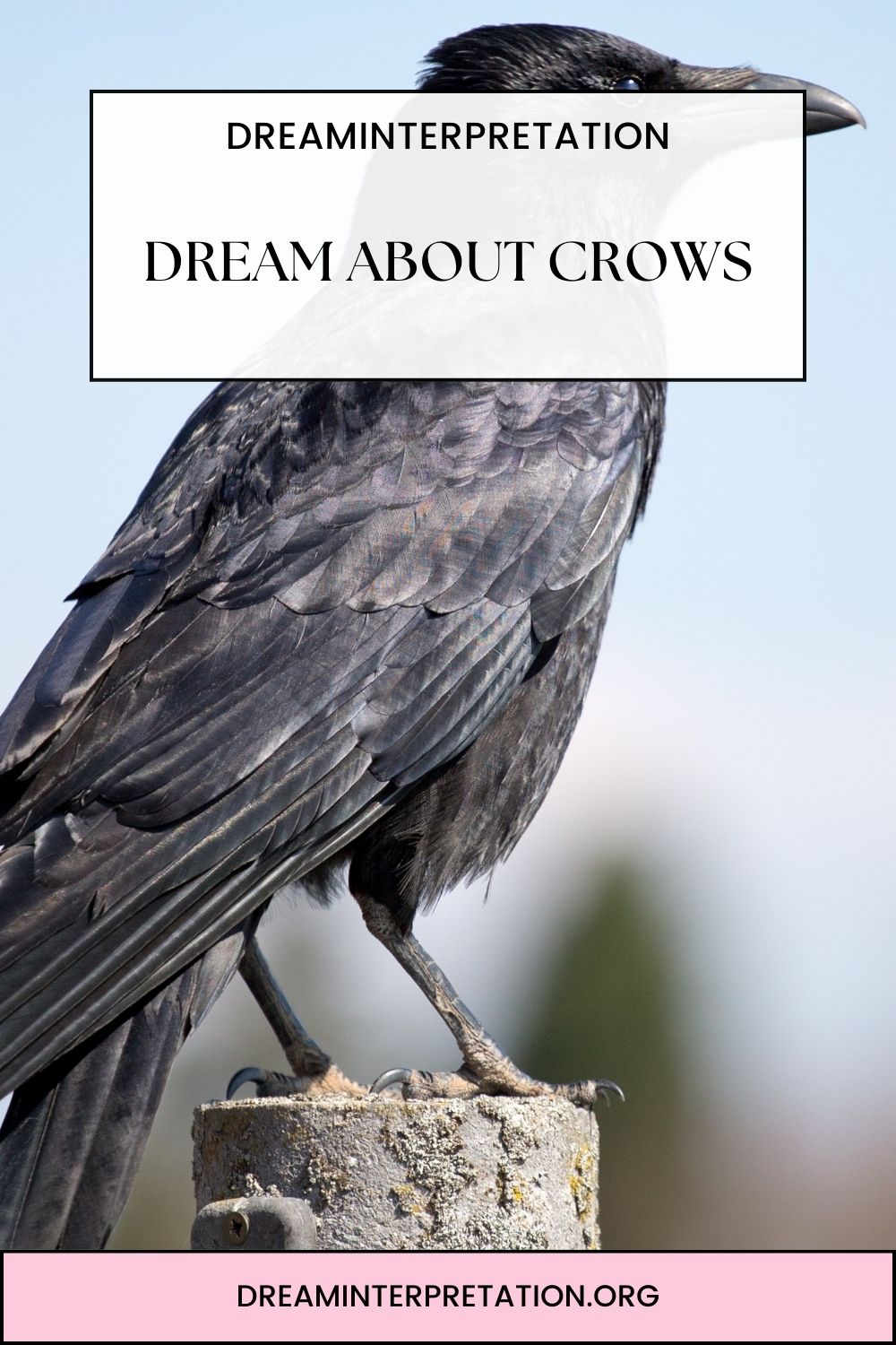 Dream About Crows pin 1