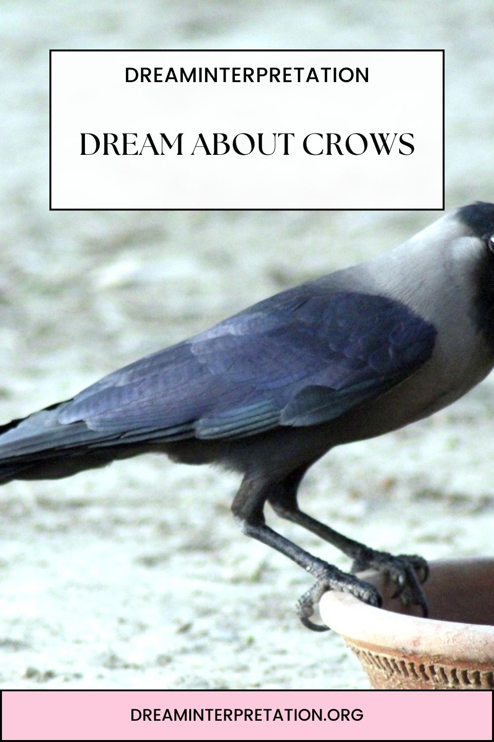 Dream About Crows pin 2