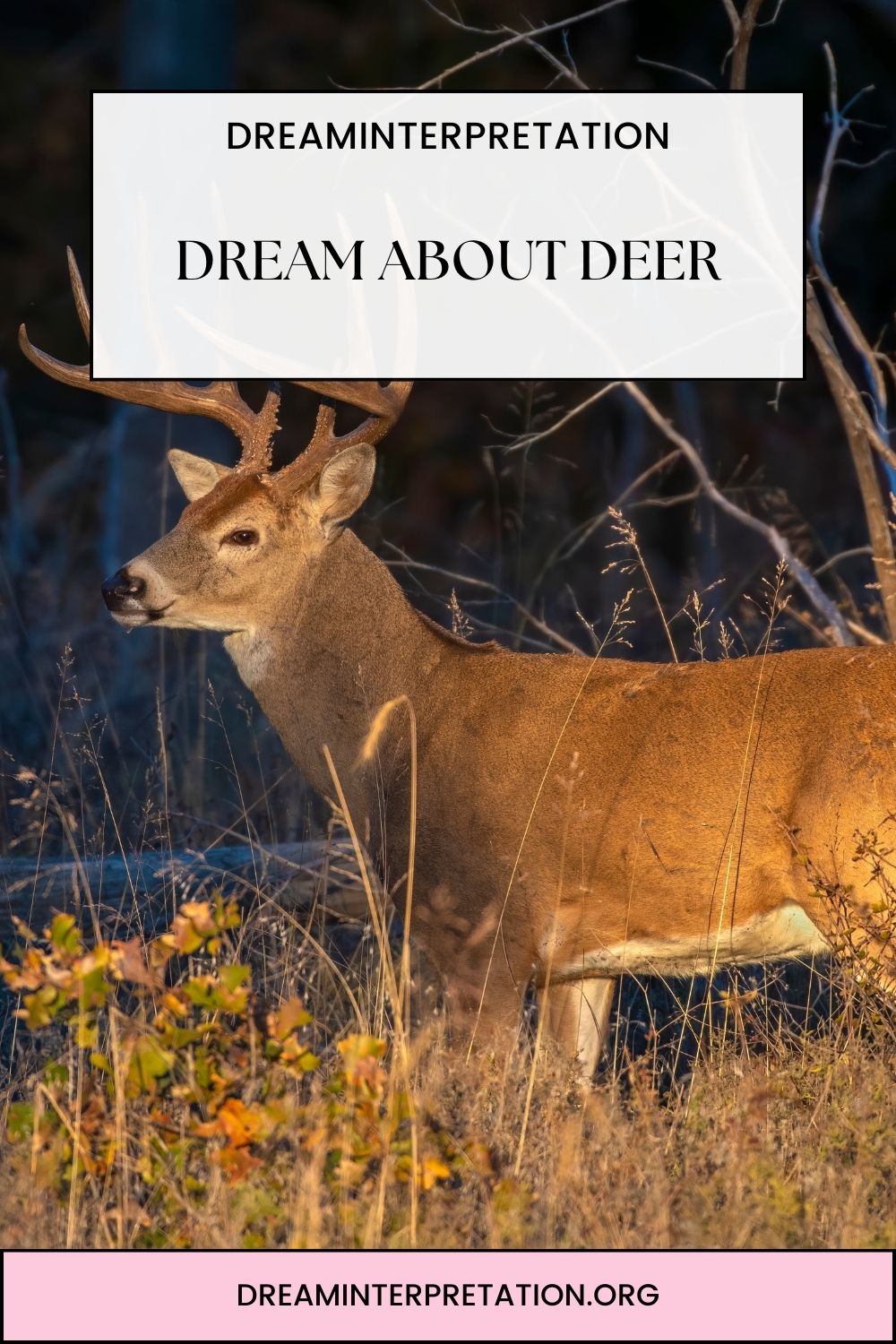 Dream About Deer pin 1
