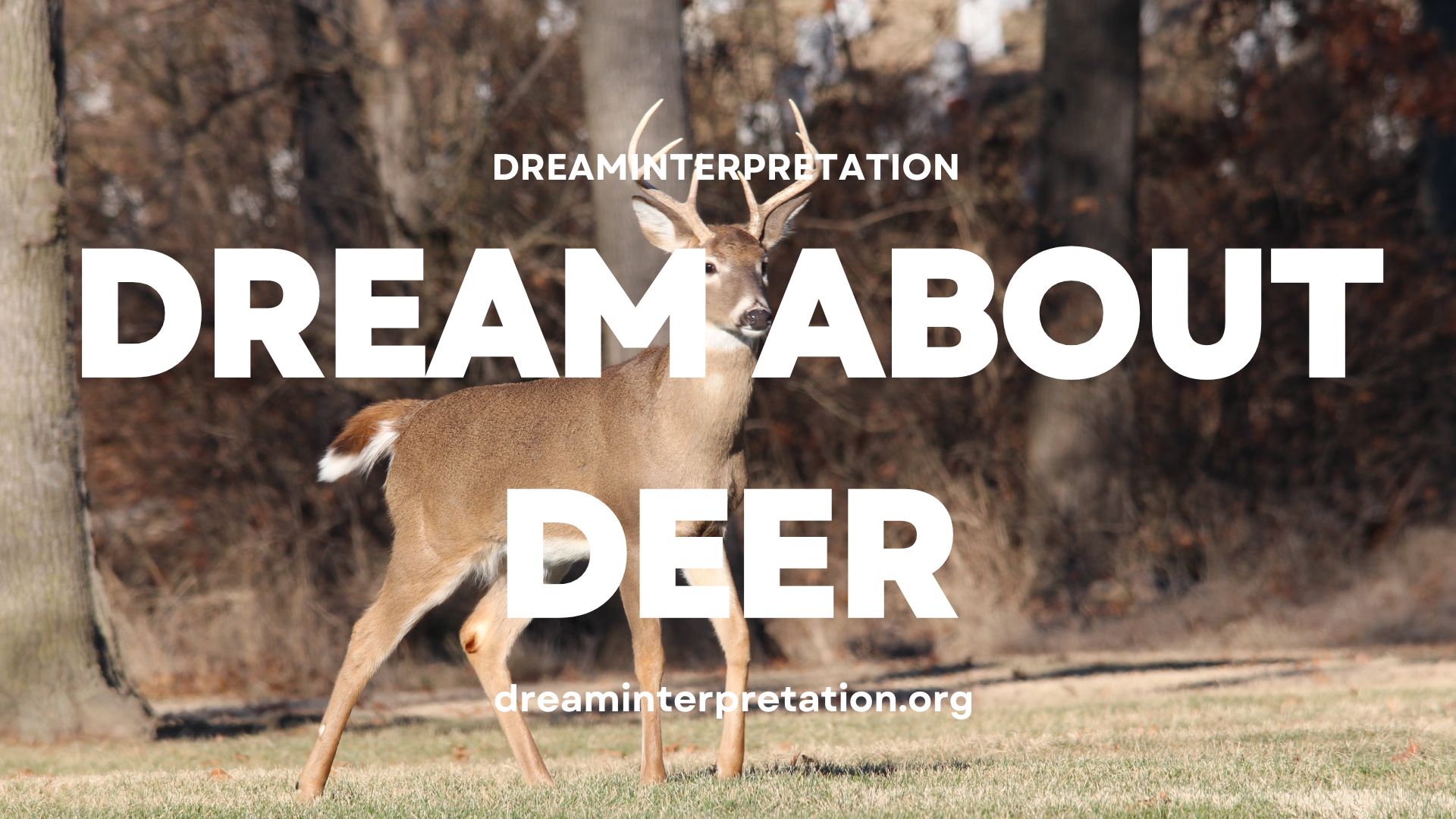 Dream About Deer