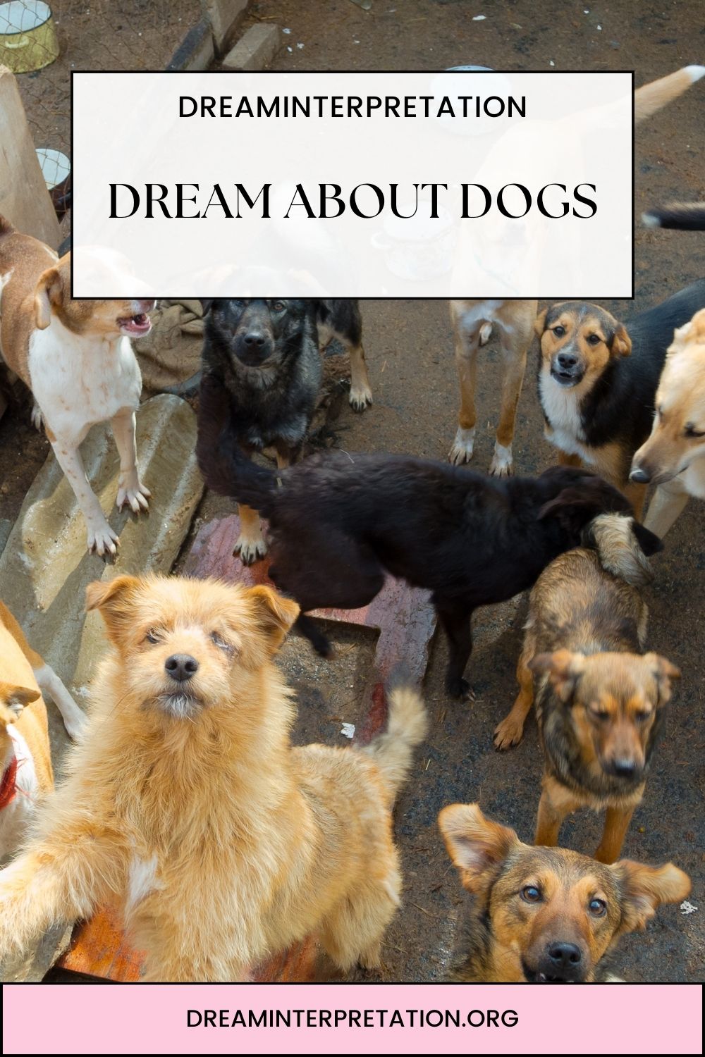 Dream About Dogs pin 2