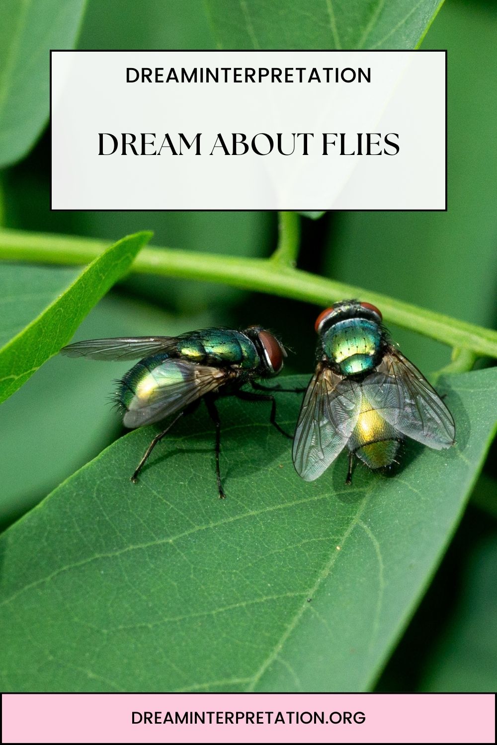 Dream About Flies pin 2