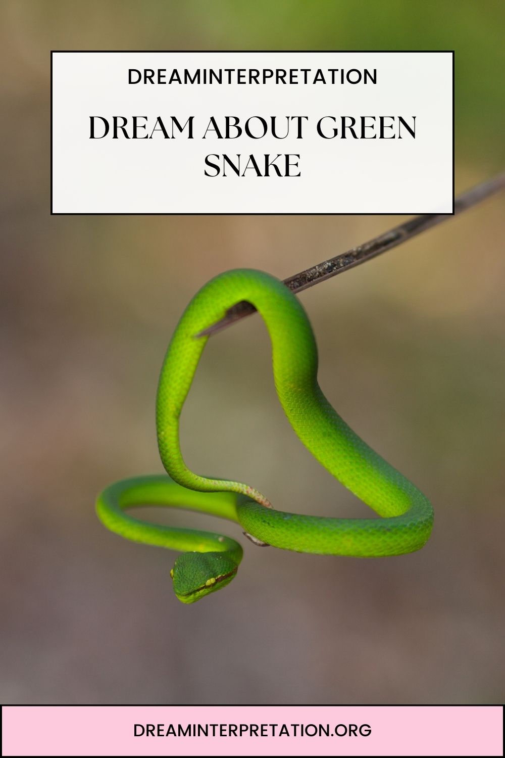 Dream About Green Snake pin