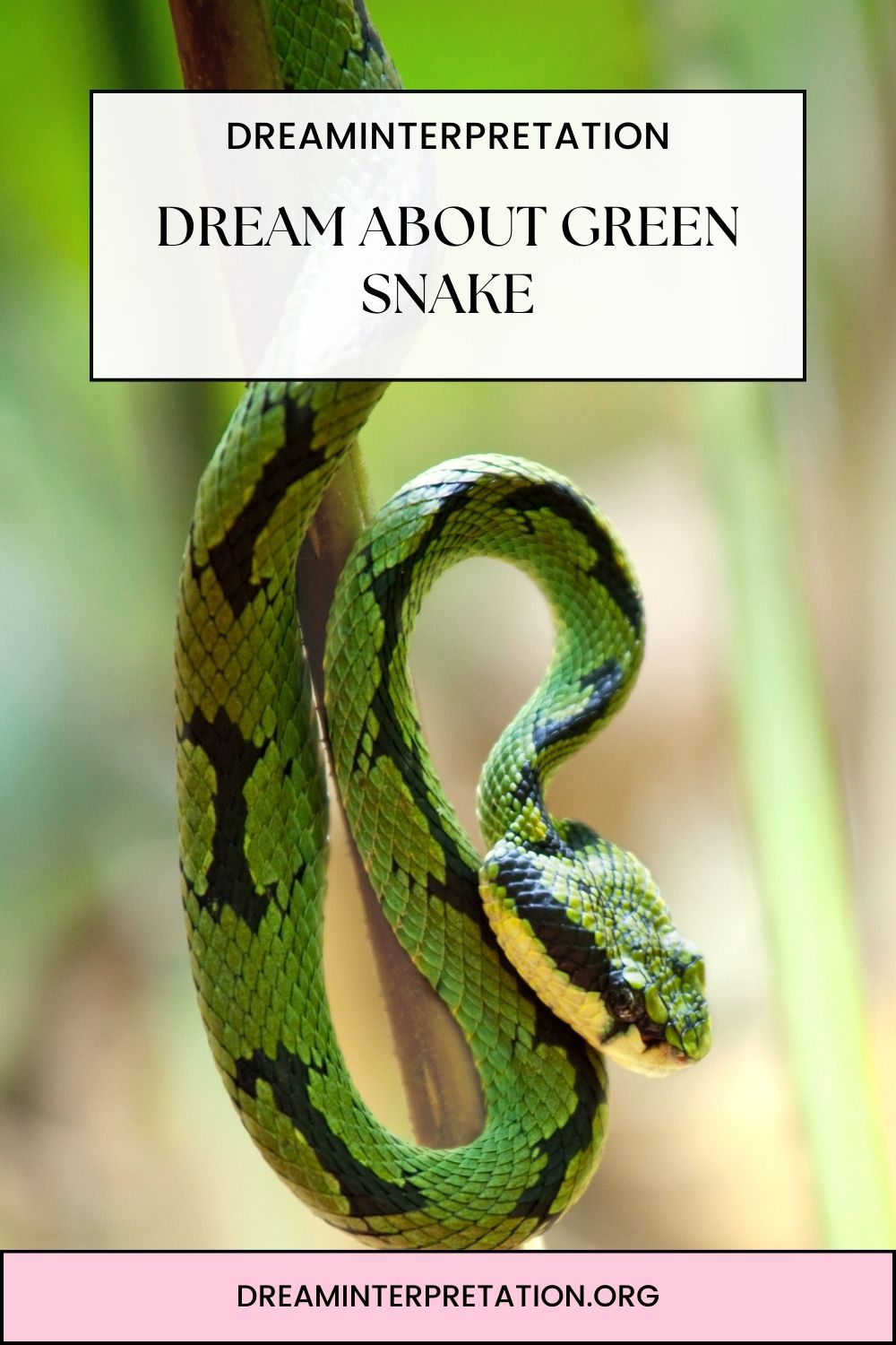 Dream About Green Snake pin1