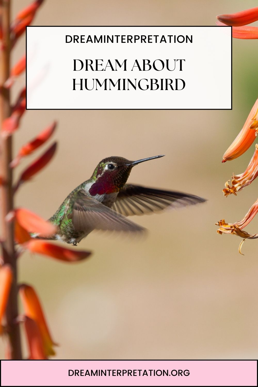 Dream About Hummingbird pin 1