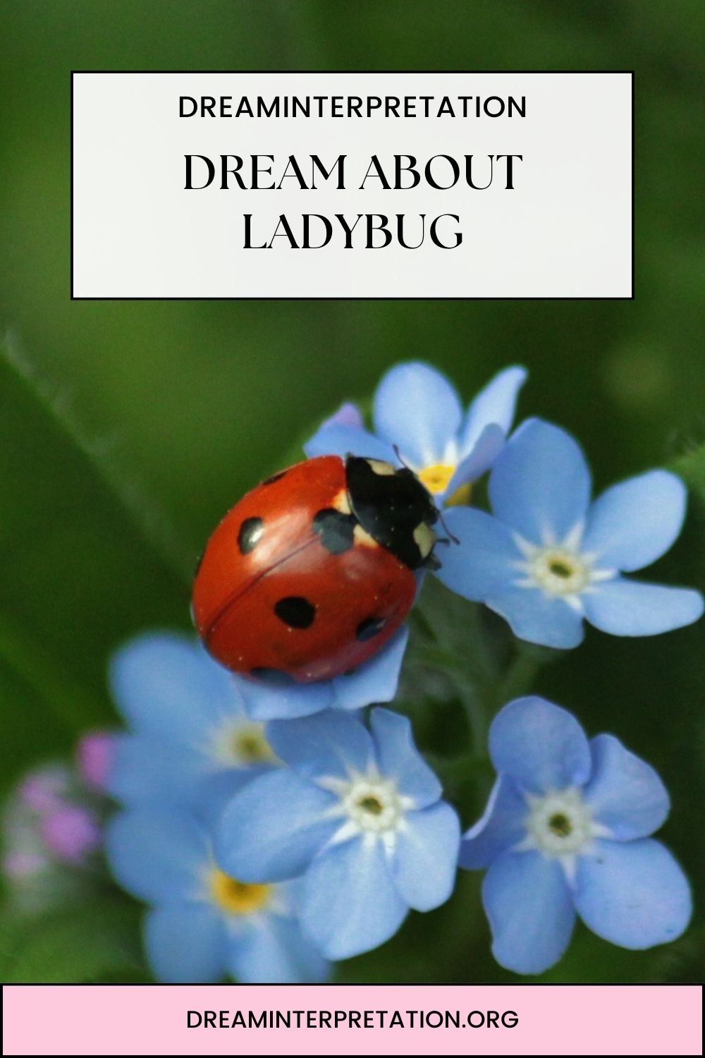 Dream About Ladybug pin1