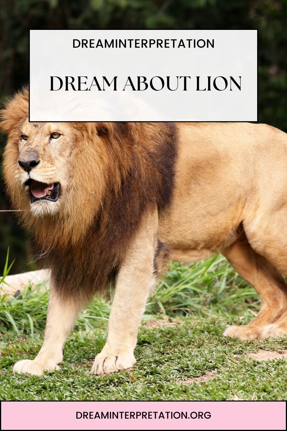 Dream About Lion pin 1