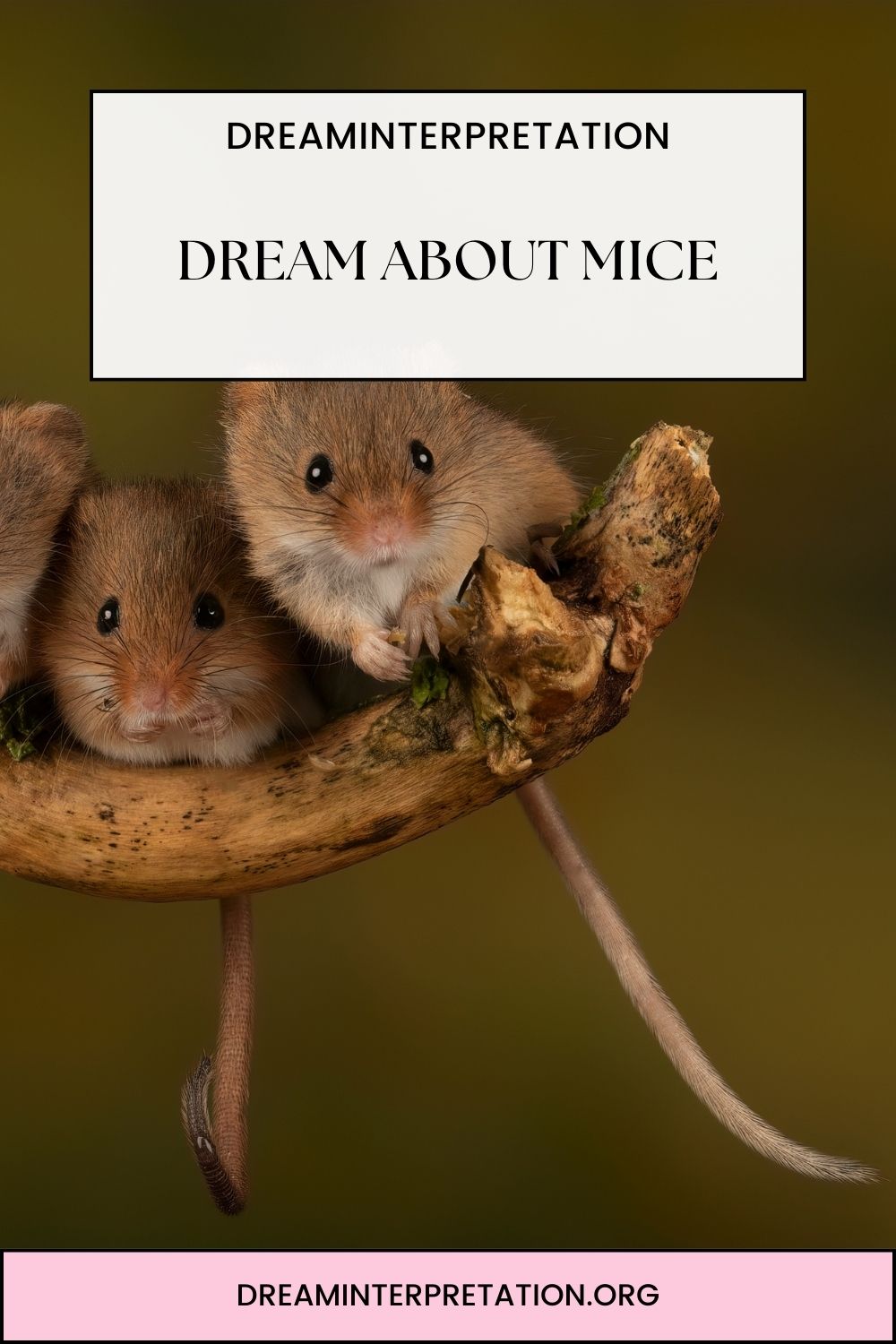 Dream About Mice pin 2