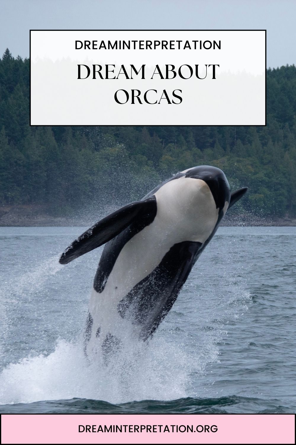 Dream About Orcas pin 2