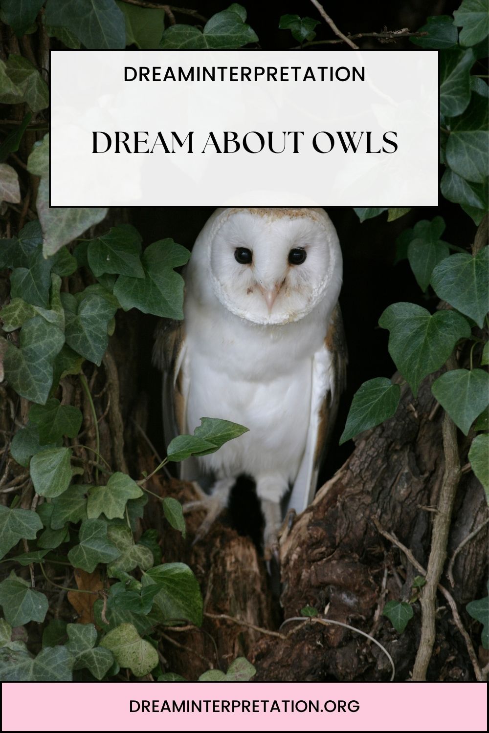 Dream About Owls pin 1