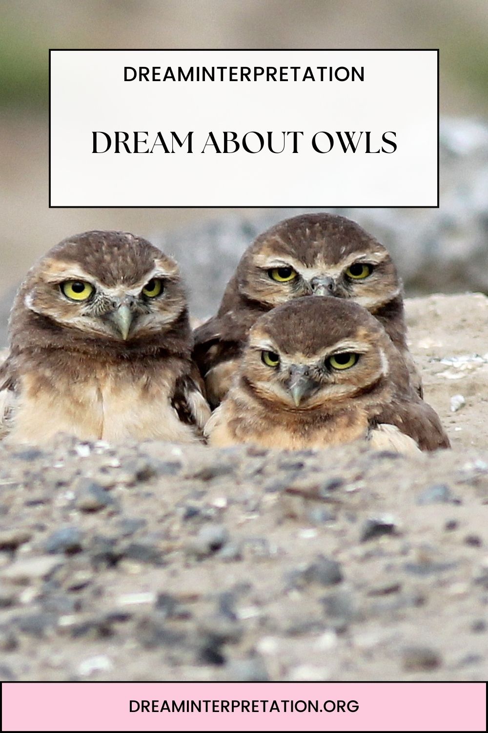 Dream About Owls pin 2