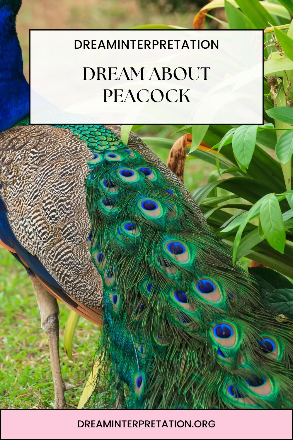 Dream About Peacock pin 1