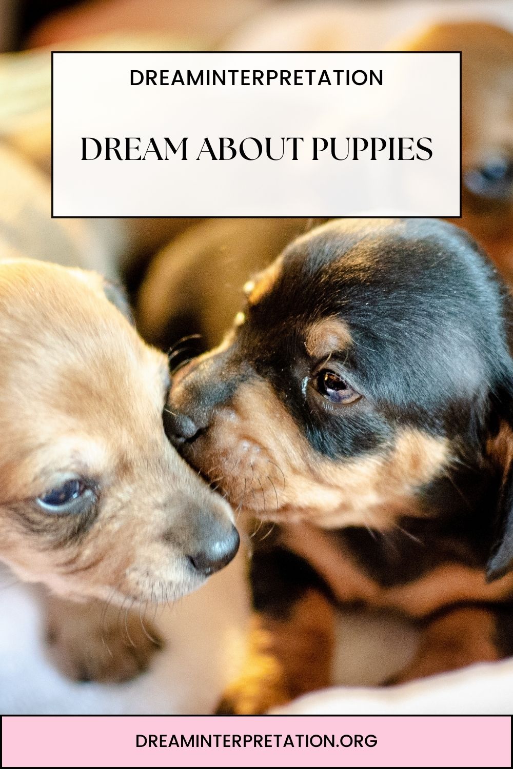 Dream About Puppies pin 1