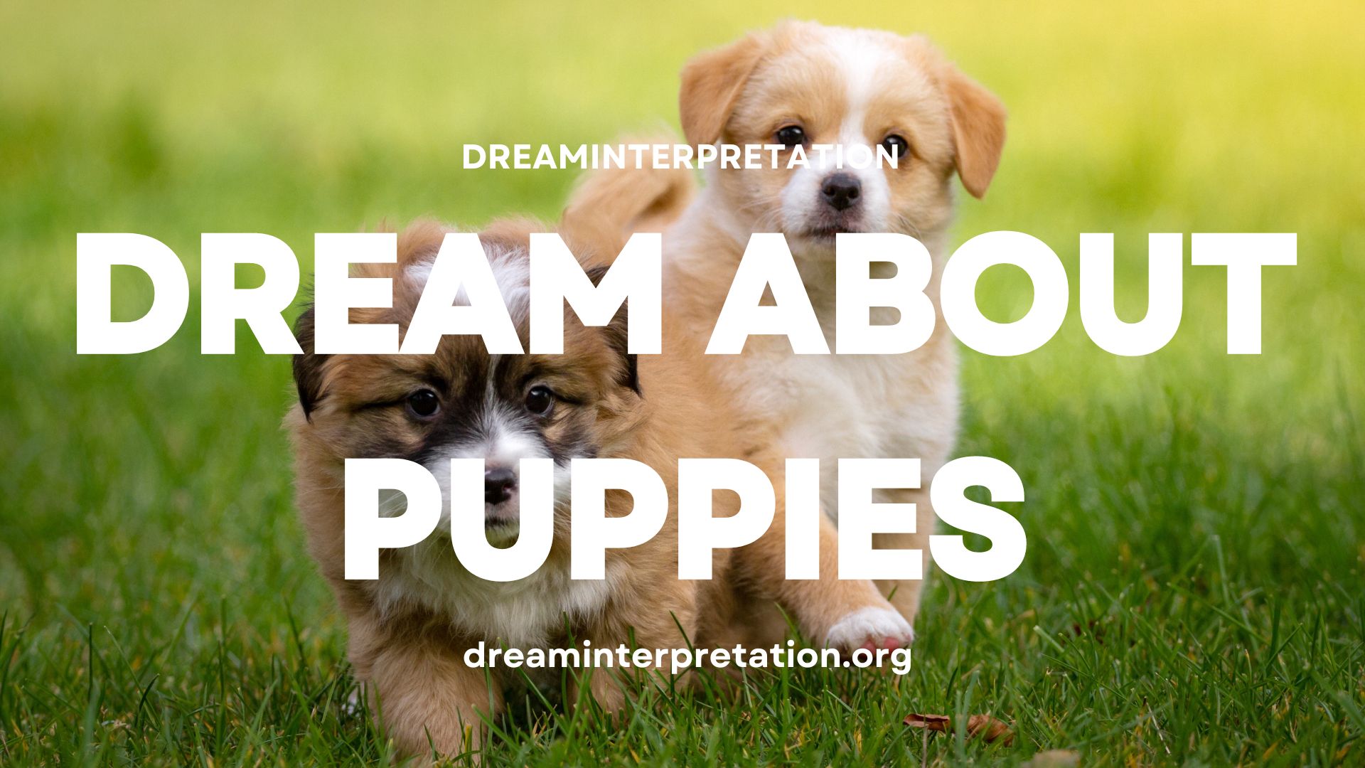 Dream About Puppies