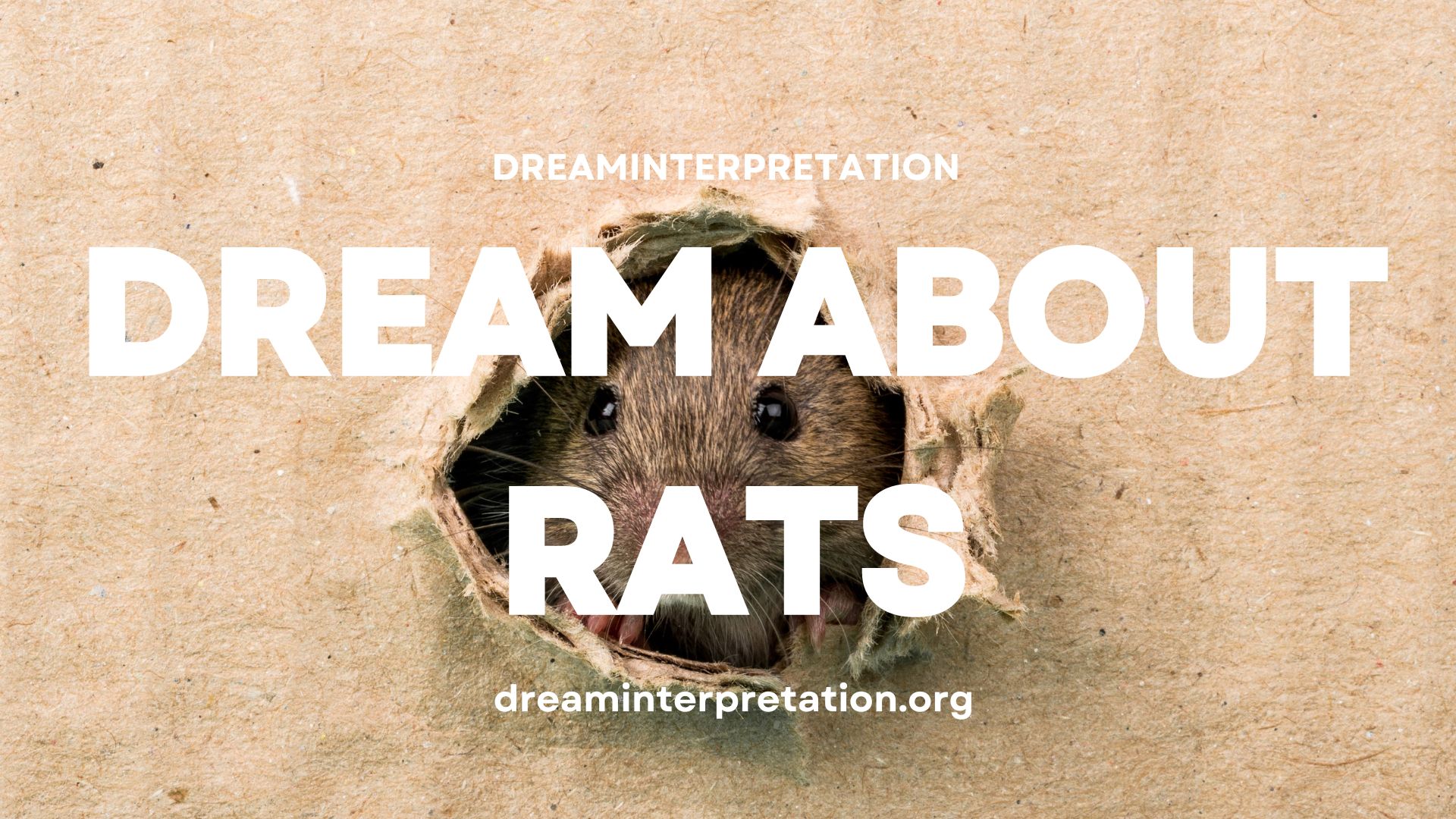 Dream About Rats (Interpretation & Spiritual Meaning)