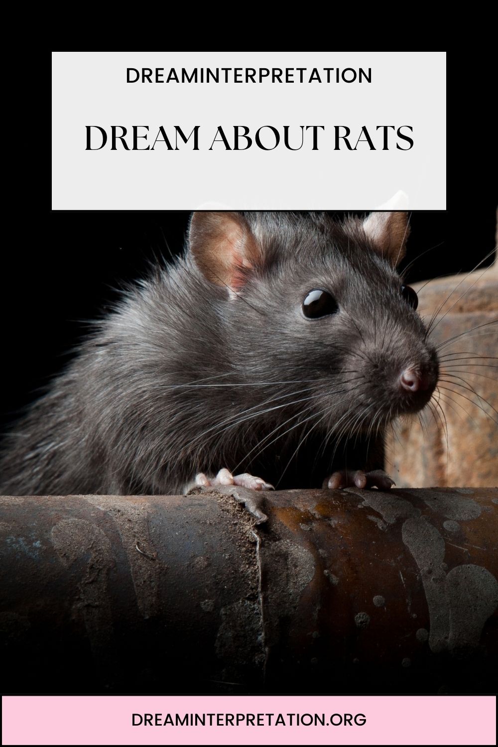 Dream About Rats Pin1