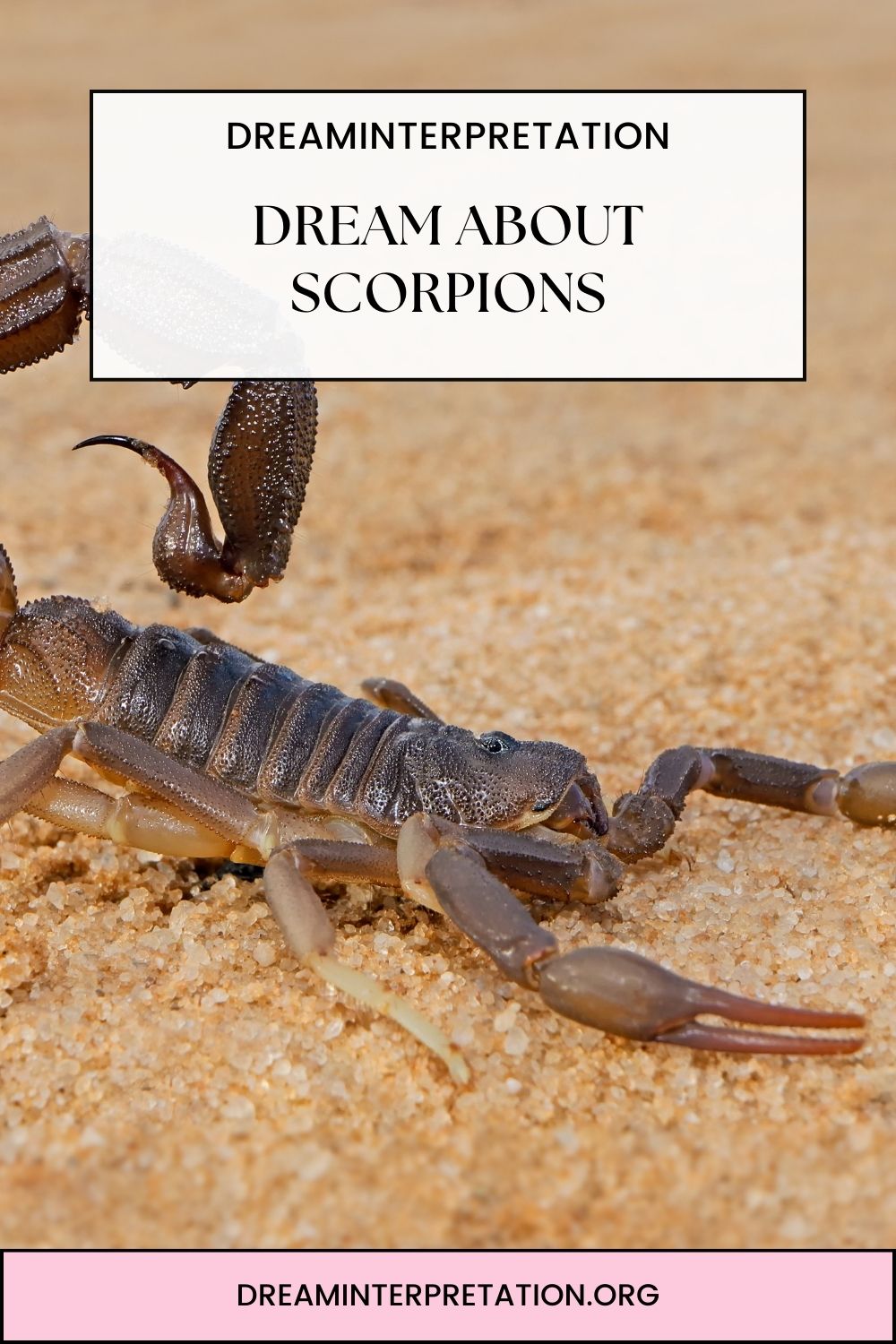 Dream About Scorpions pin 2