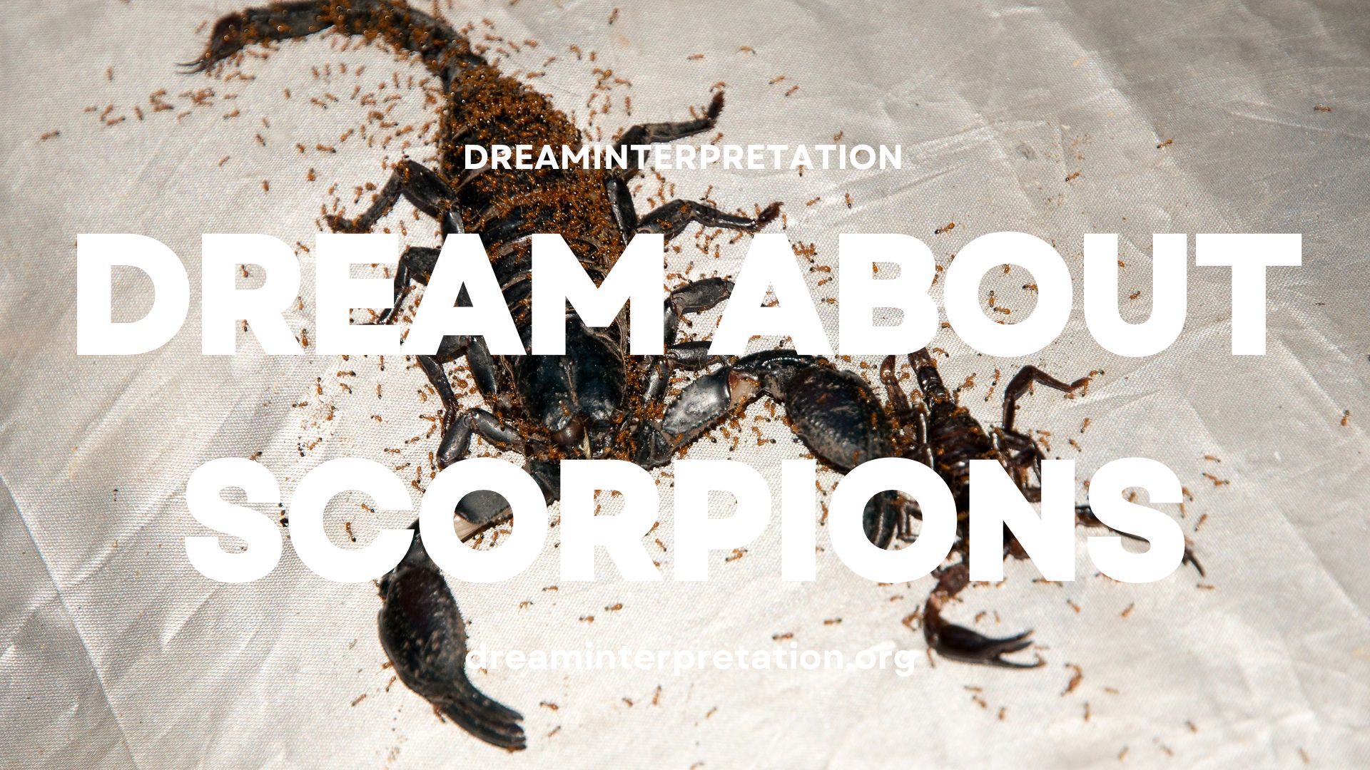 Dream About Scorpions