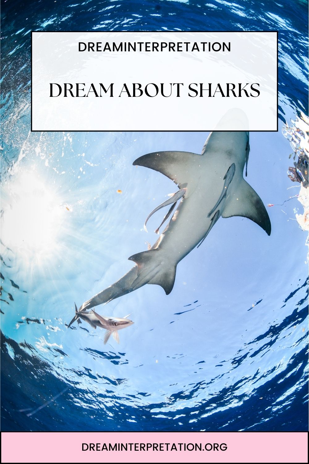 Dream About Sharks pin
