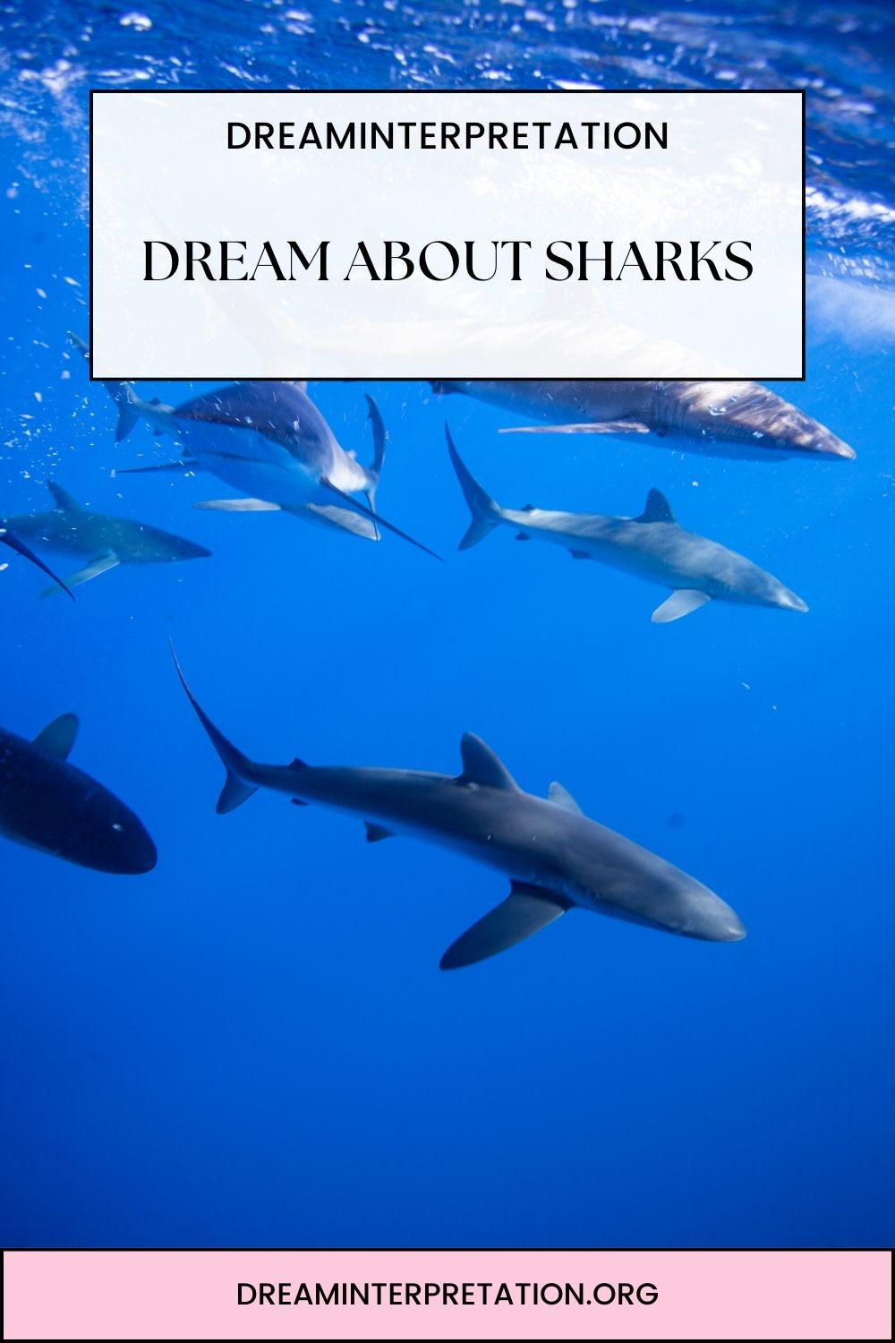 Dream About Sharks pin1