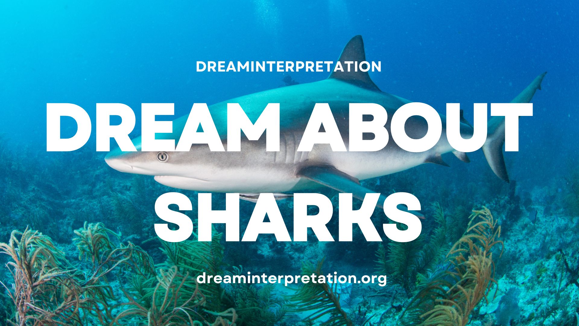 Dream About Sharks